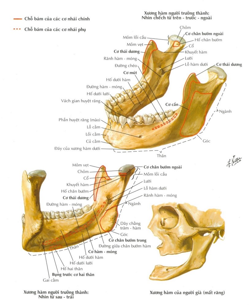 Giải phẫu xương hàm dưới 